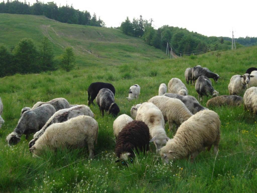 Готель Добрій วอรอคตา ภายนอก รูปภาพ